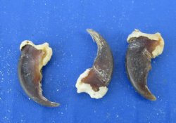  Raccoon Claws assorted sizes (25 pc, 100 pc)