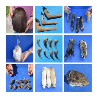 Animal Claws, Feet, Tails Wholesale - Hand Picked