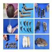 Animal Claws, Feet, Tails Wholesale - Hand Picked