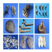 Animal Claws, Feet, Tails Wholesale 