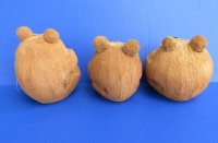 Wholesale carved coconut bears 5 inches - 6 pcs @ 3.50 each