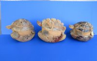Wholesale Carved Coconut Turtle 9" x 9" - Box of  6 @ $2.50 each