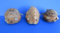 Wholesale Carved Coconut Turtle 9" x 9" - Box of  6 @ $2.50 each