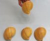 Wholesale cut tonna cepa shells for making seashell night lights - Packed: 25 pcs @ $1.00 each; Packed: 50 pcs @ $.90 each 