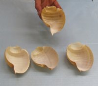 Wholesale cut tonna cepa shells for making seashell night lights - 25 pcs @ $1.00 each; 50 pcs @ $.90 each  