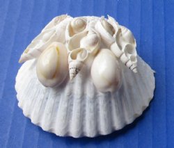 Wholesale Cut Small White Scallop Shell with ring top cowries for making seashell night lights - 10 pcs @ $1.20 each;  60 pc @ $1.05 each