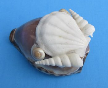 Wholesale cut purple top tiger cowries with decorative white shells cut for making seashell night lights - 10 pieces @ $1.30 each; 60 pieces @ $1.15 each 