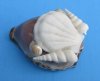 Wholesale cut purple top tiger cowries with decorative white shells cut for making seashell night lights - Packed: 10 pieces @ $1.30 each; Packed: 60 pieces @ $1.15 each 