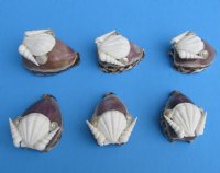 Wholesale cut purple top tiger cowries with decorative white shells cut for making seashell night lights - 10 pieces @ $1.30 each; 60 pieces @ $1.15 each 