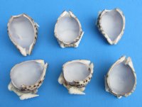 Wholesale cut purple top tiger cowries with decorative white shells cut for making seashell night lights - 10 pieces @ $1.30 each; 60 pieces @ $1.15 each 