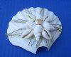 Wholesale cut Irish deep shell with assorted white and pearl shells for making seashell night lights - Packed:6 pcs @ $1.40 each; Packed: 48 pc @ $1.25 each