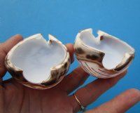 Wholesale Carved Tiger Cowrie Shells Cut for Making Night Lights - 10 pcs @ $1.60 each 