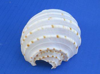 Wholesale cut Tonna Tessellata shells for night lights - 10 pcs @ .75 each