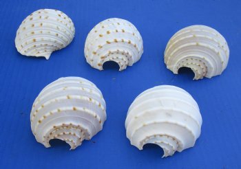 Wholesale cut Tonna Tessellata shells for night lights - 10 pcs @ .75 each