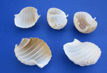 Wholesale cut Tonna Tessellata shells for night lights - 10 pcs @ .75 each
