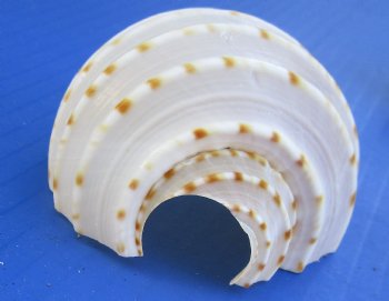 Wholesale cut Tonna Tessellata shells for night lights - 10 pcs @ .75 each