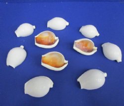 Wholesale cut Egg Cowrie shells for night lights - 10 pcs @ .70 each; 100 pcs @ $.63 each  
