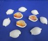 Wholesale cut Egg Cowrie shells for making seashell night lights - Packed 10 @ .60 each; Packed: 80 pcs @ $.50 each
