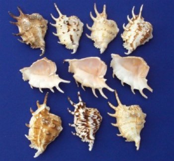 Wholesale cut spider conchs lambis lambis shells cut for nightlights - 180 pcs @ $.55 each