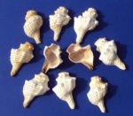 Wholesale cut striped fox conch shell for making night lights - Packed:25 pcs @ $.65 each Packed:125 pcs @ $.55 each