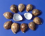 Wholesale cut tiger cowries for making seashell night lights - Packed: 12 pieces @ .90 each; Packed: 60 pcs @ $.80 each 