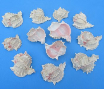 Wholesale cut pink murex for making seashell night lights - 1 dozen @ $10.80 dz
