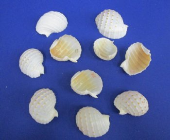 Wholesale cut spotted tun shells for making seashell night lights - 25 pcs @ $1.30 each; 100 pcs @ $1.00 each