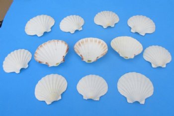 Wholesale cut Irish deep shells for making seashell night lights - 200 pcs @ $.45 each  