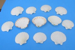 Wholesale cut Irish deep shells for making seashell night lights - 240 pcs @ $.45 each  