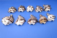 Wholesale cut Black Murex shells for making night lights - 150 pcs @ $1.25 each