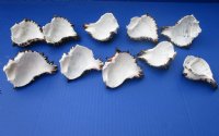 Wholesale cut Black Murex shells for making night lights - 10 pcs @ $1.40 each