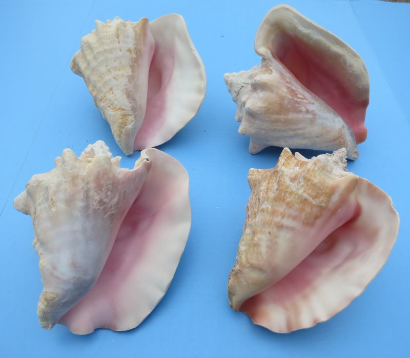 Large pink conch shells wholesale with slit backs