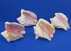 #2 Grade Pink Conch Shells Wholesale for Landscaping, with slit backs 6" to 9" - 15 pcs @ $6.30 each