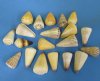 Wholesale cone shells assorted cones 3 inches to 4 inches - Packed: 20 pcs @ $.40 each