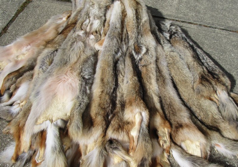 AuSable Brand Professionally Tanned Coyote Pelt with Tail 55" 