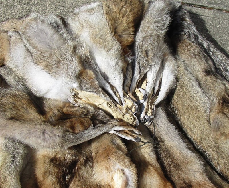 hide no nose NONOsepremo Details about   Tanned Coyote pelt premo Hide fur 