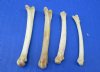 Wholesale coyote foot bones, cleaned, not whitened 1-1/4 inches to 2 inches - Packed: 100 pcs @ $.40 each; Packed: 500 pcs @ $.35 each