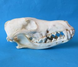 Wholesale coyote skulls for sale from North America 6-1/2" - 8" - 1 pc @ $25 each; 4 or more @ $22 each