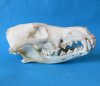 Wholesale coyote skulls for sale from North America 6-1/2" - 8" (skulls glued shut) - 1 pc @ $24 each; 4 or more @ $21 each