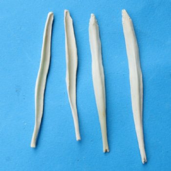 Wholesale coyote penis bones, coyote baculum 2-1/2 inches to 3 inches - 5 pcs @ $3.50 each; 20 pcs @ $3.15 each