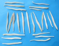 Wholesale coyote penis bones, coyote baculum 2-1/2 inches to 3 inches - 5 pcs @ $3.50 each; 20 pcs @ $3.15 each