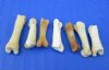 Wholesale coyote toe bones, cleaned, not whitened 3/4 inches to 1 inches - Packed: 100 pcs @ $.25 each; Packed: 500 pcs @ $.22 each