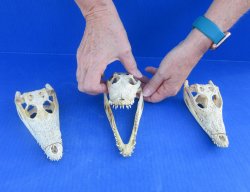 Wholesale Nile Crocodile Skull (Discolored) - $44.00 each; 6 pcs @ $39.00 each (Cites #P000045227)