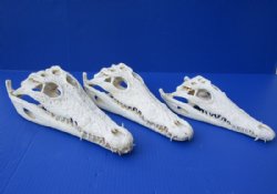 Wholesale Nile crocodile skull from Africa measuring 13 inches long - $260.00 each;  2 pcs @ $234.00 each (Signature Required when purchasing 2 or more skulls) (Cites #263852)