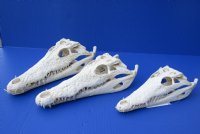 Wholesale Nile crocodile skull from Africa measuring 8 inches long - $105.00 each; 3 pcs @ $94.00 each (Cites #084969)