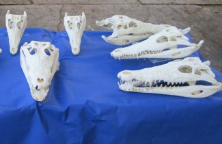Crocodile Skulls, Heads