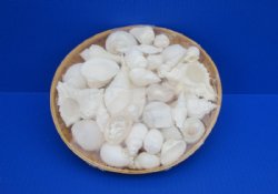 Wholesale 10 inch Round Basket of Assorted White Seashells  - Min: 6 pcs @ $6.80 each