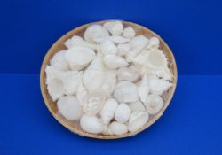 Wholesale 10 inches Basket of White Shells - Case of 15 pcs @ $6.10 each
