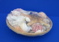 Wholesale 10 inch shell basket filled with assorted natural shells and jungle starfish - Case of 15 pcs @ $5.30 each
