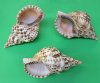 Wholesale Caribbean Triton's trumpet shells, Atlantic Triton with a wide mouth opening for making shell centerpieces 10 inch to 10-3/4 inch - $32 each